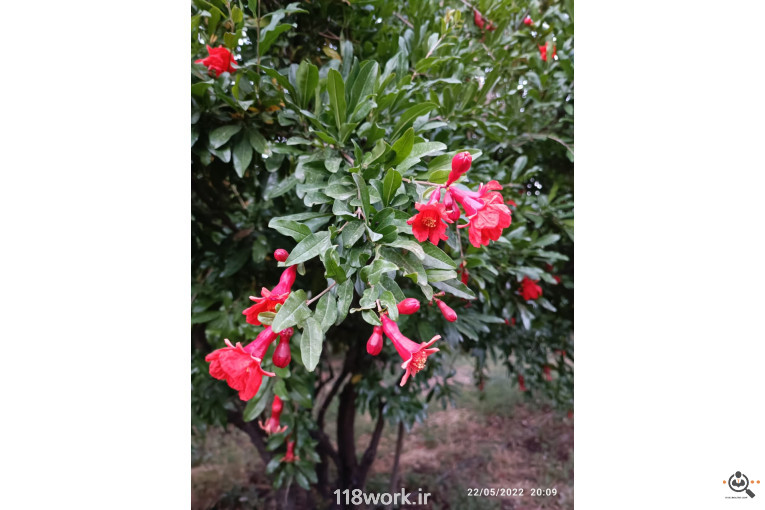 نهالستان انار عباس آباد (محمد لرنی) در پاکدشت