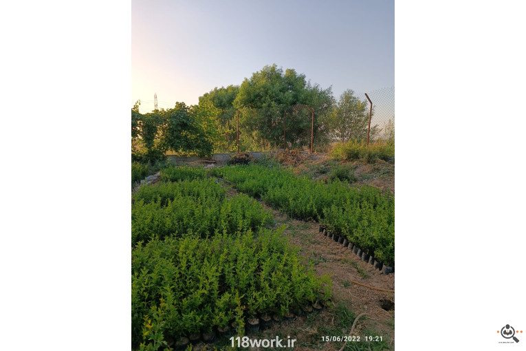 نهالستان انار عباس آباد (محمد لرنی) در پاکدشت