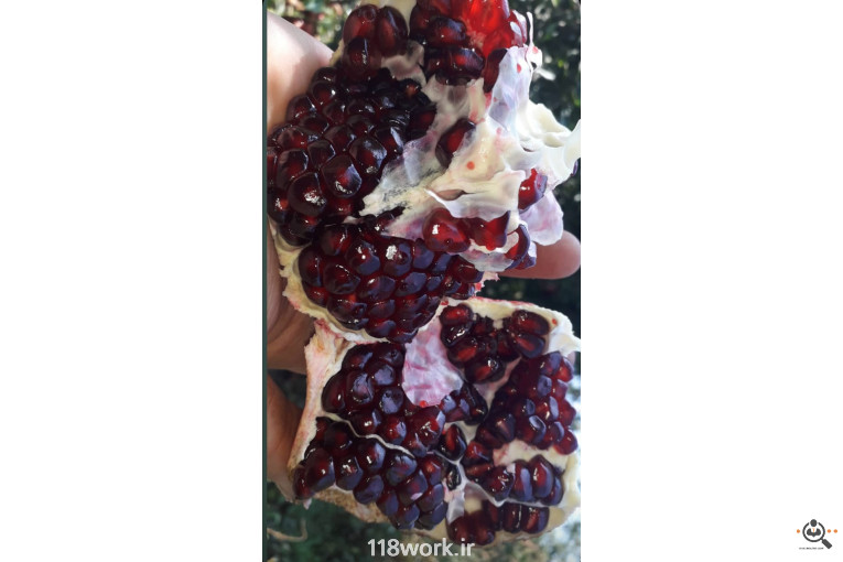 نهالستان انار عباس آباد (محمد لرنی) در پاکدشت