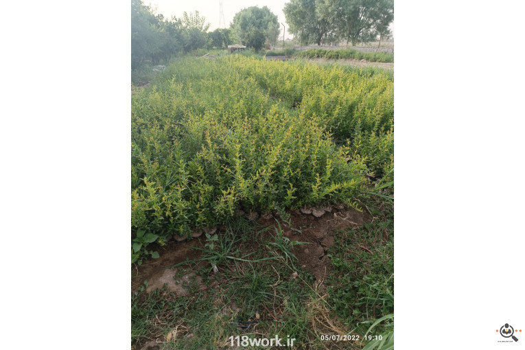 نهالستان انار عباس آباد (محمد لرنی) در پاکدشت