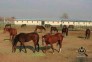 مجموعه پرورش اسب ذوالفقار در شهرکرد