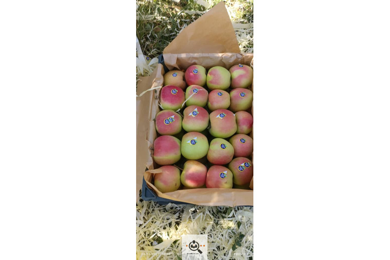 بازرگانی و صادرات انواع میوه ستار خضری در اشنویه