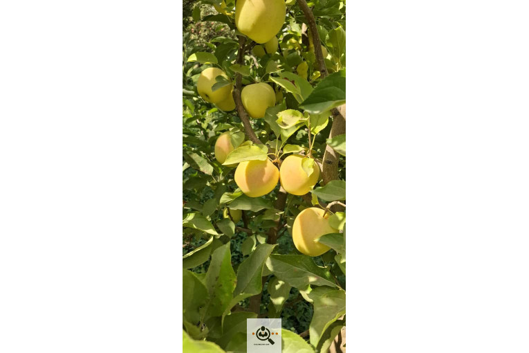 بازرگانی و صادرات انواع میوه ستار خضری در اشنویه