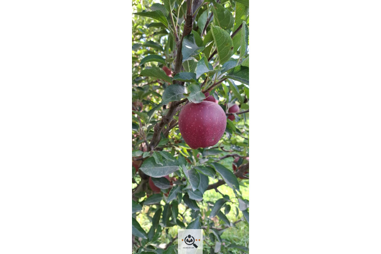 بازرگانی و صادرات انواع میوه ستار خضری در اشنویه