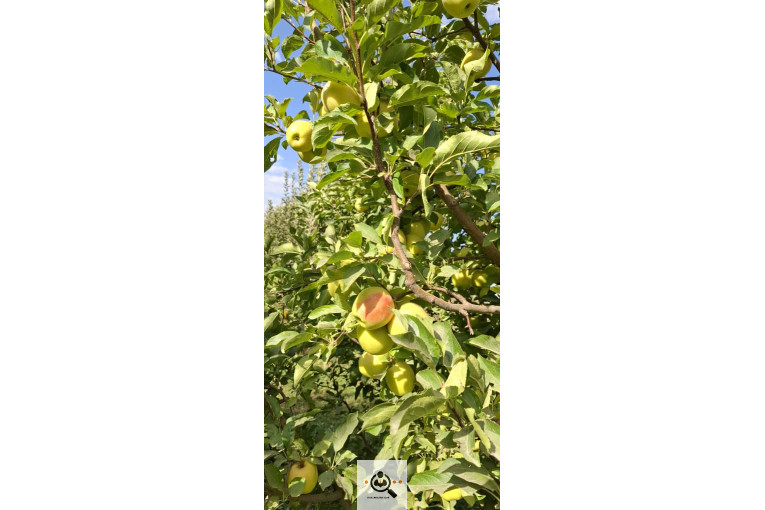 بازرگانی و صادرات انواع میوه ستار خضری در اشنویه