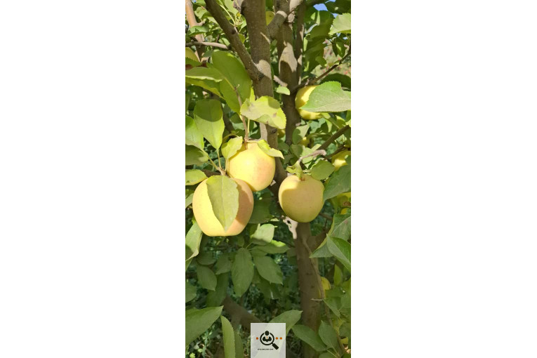 بازرگانی و صادرات انواع میوه ستار خضری در اشنویه