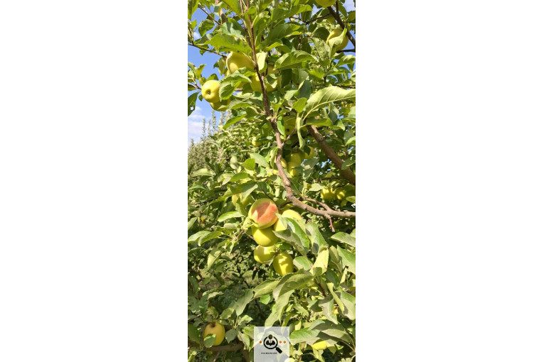 بازرگانی و صادرات انواع میوه ستار خضری در اشنویه