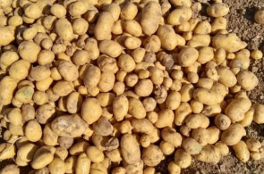 سیب زمینی بذری مفتون در همدان