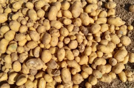 سیب زمینی بذری مفتون در همدان