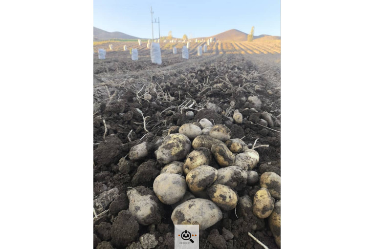 سیب زمینی بذری مفتون در همدان