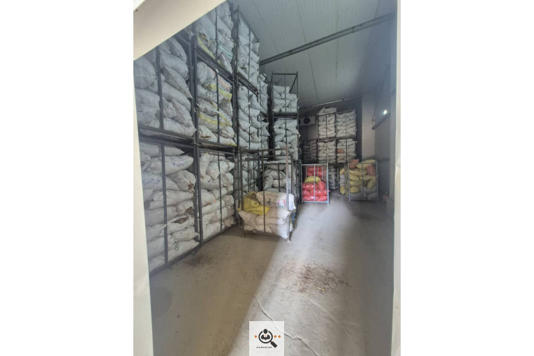 سیب زمینی بذری مفتون در همدان