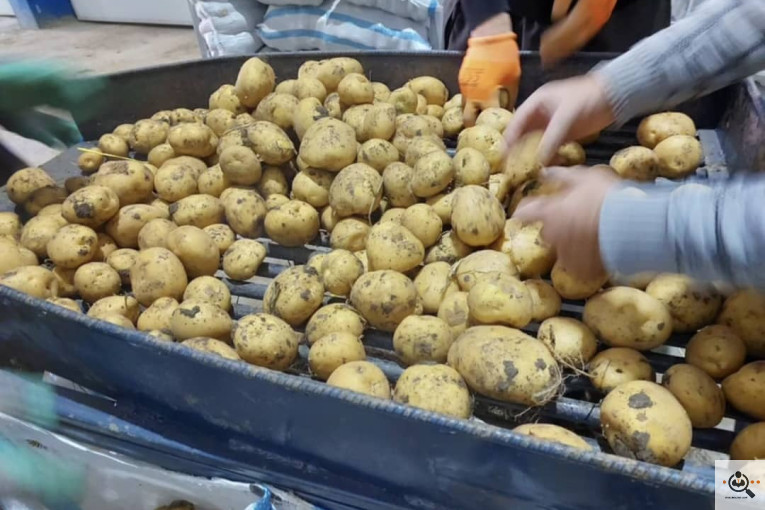 سیب زمینی خوراکی مفتون در همدان