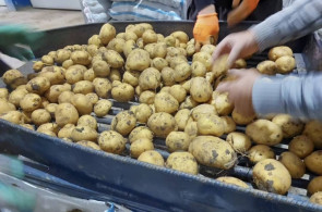 سیب زمینی خوراکی مفتون در همدان