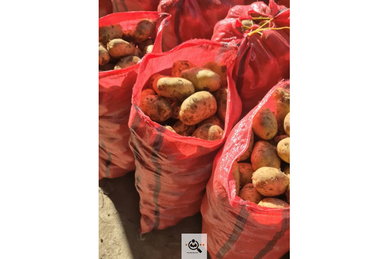 سیب زمینی خوراکی مفتون در همدان