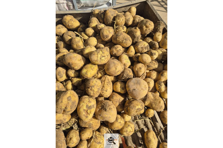 سیب زمینی خوراکی مفتون در همدان