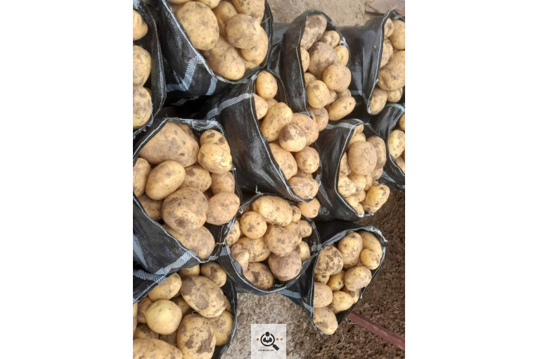 سیب زمینی خوراکی مفتون در همدان