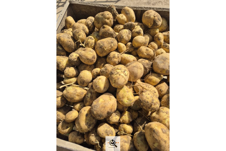 سیب زمینی خوراکی مفتون در همدان