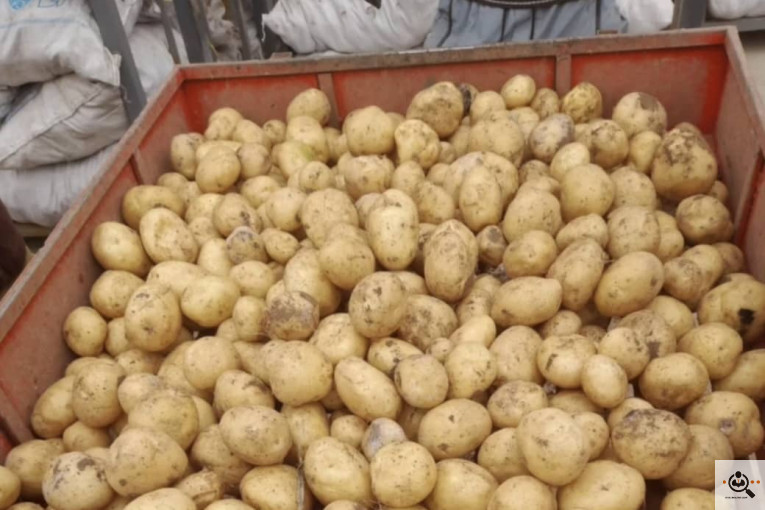 سیب زمینی خوراکی مفتون در همدان