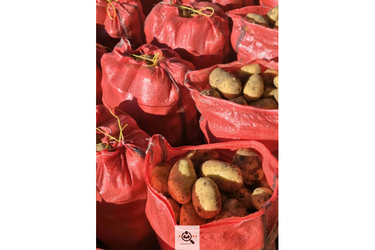 سیب زمینی خوراکی مفتون در همدان