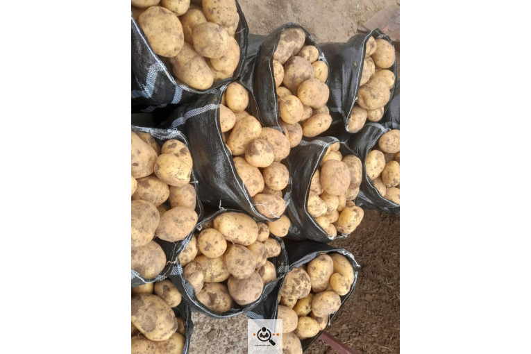 سیب زمینی خوراکی مفتون در همدان