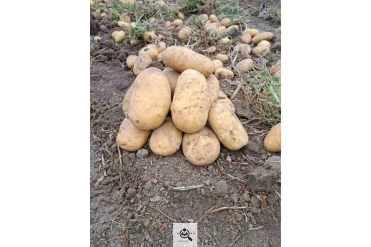 سیب زمینی خوراکی مفتون در همدان