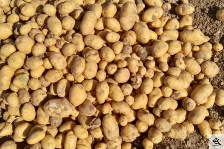 سیب زمینی خوراکی مفتون در همدان