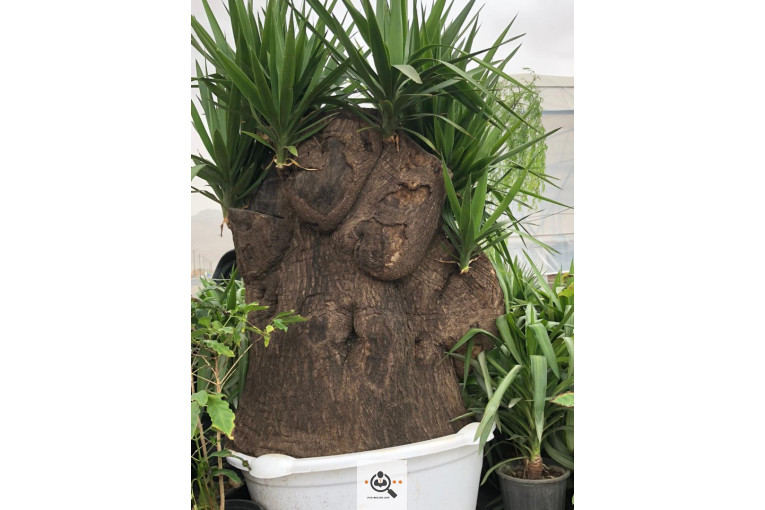 گلخانه و بازار گل و تولید گل و گیاه در محلات