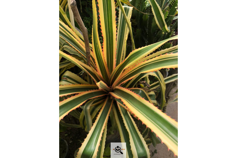 گلخانه و بازار گل و تولید گل و گیاه در محلات