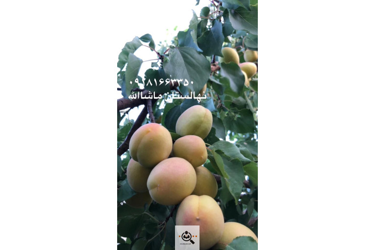 گلخانه و بازار گل و تولید گل و گیاه در محلات