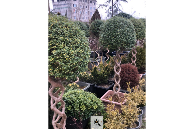 گلخانه و بازار گل و تولید گل و گیاه در محلات