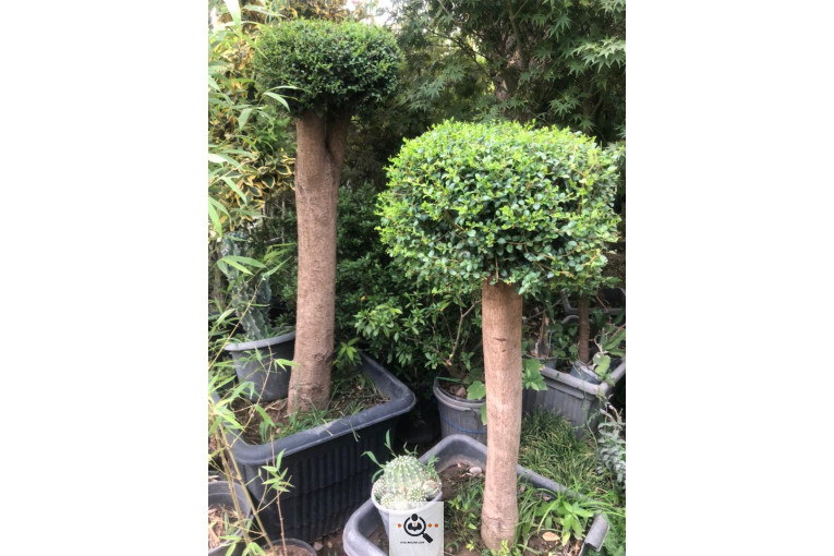 گلخانه و بازار گل و تولید گل و گیاه در محلات