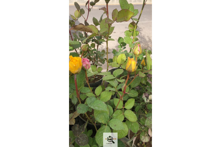 گلخانه و بازار گل و تولید گل و گیاه در محلات