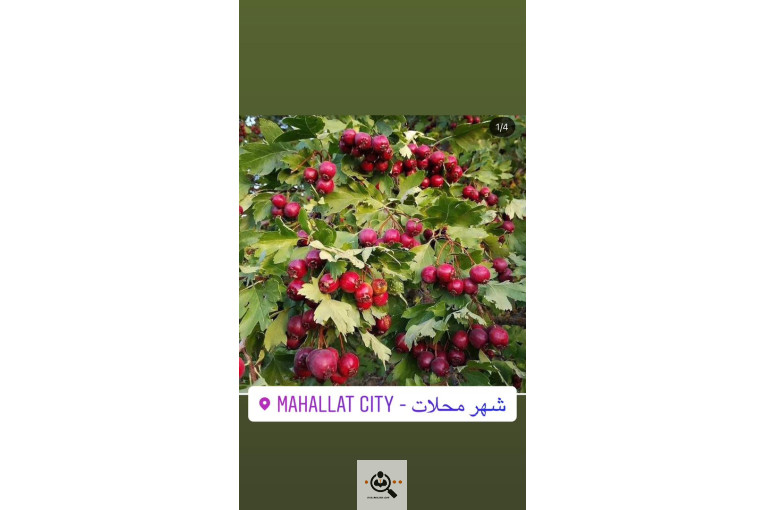 گلخانه و بازار گل و تولید گل و گیاه در محلات