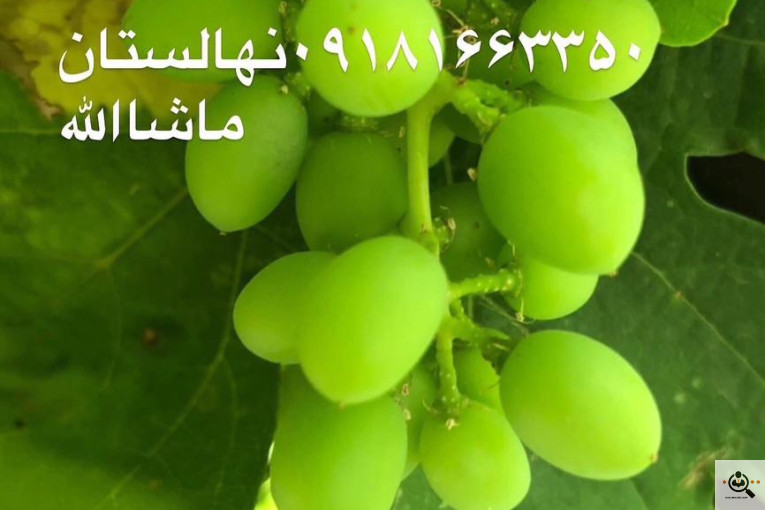 گلخانه و بازار گل و تولید گل و گیاه در محلات