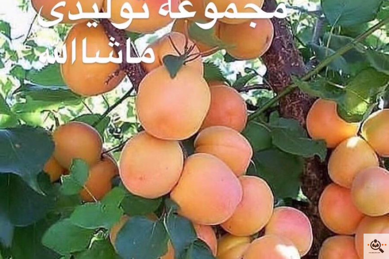 گلخانه و بازار گل و تولید گل و گیاه در محلات