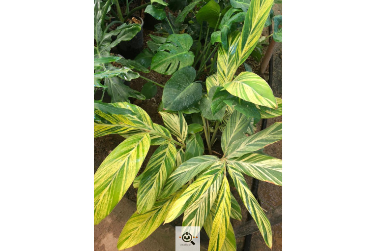 گلخانه و بازار گل و تولید گل و گیاه در محلات