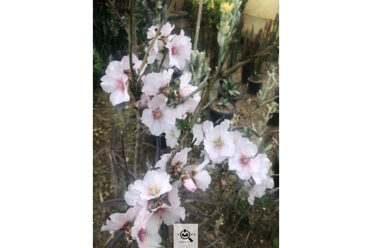 گلخانه و بازار گل و تولید گل و گیاه در محلات