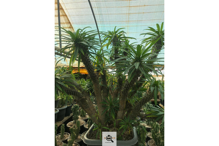 گلخانه و بازار گل و تولید گل و گیاه در محلات