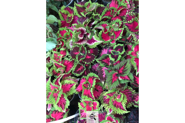 گلخانه و بازار گل و تولید گل و گیاه در محلات