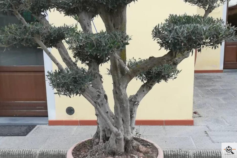 گلخانه و بازار گل و تولید گل و گیاه در محلات