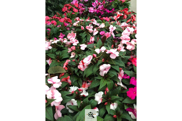 گلخانه و بازار گل و تولید گل و گیاه در محلات