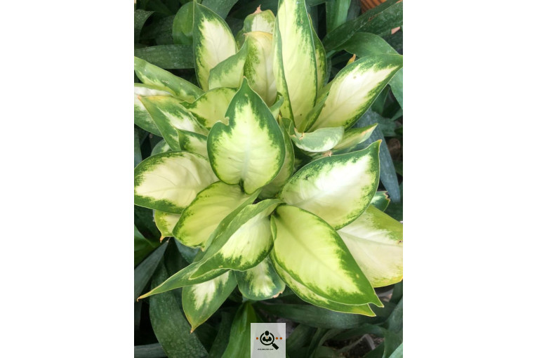 گلخانه و بازار گل و تولید گل و گیاه در محلات