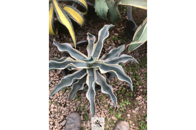 گلخانه و بازار گل و تولید گل و گیاه در محلات