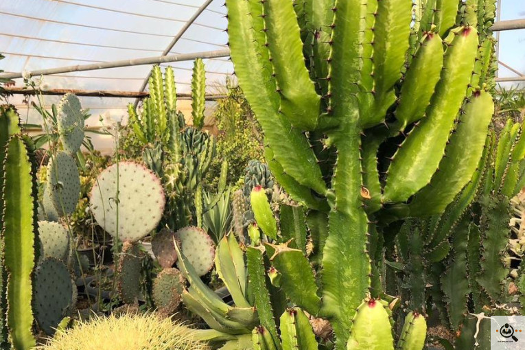 گلخانه و بازار گل و تولید گل و گیاه در محلات