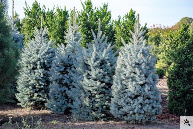 خرید و توليد و فروش و صادرات كاج نوئل آبی تيمورنژاد