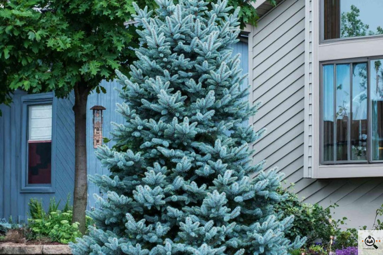 خرید و توليد و فروش و صادرات كاج نوئل آبی تيمورنژاد