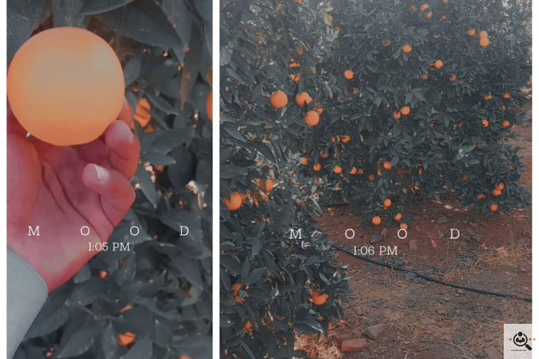 محصولات كشاورزی و مركبات دادالهی در كرمان