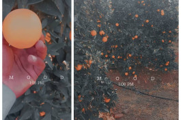 محصولات كشاورزی و مركبات دادالهی در كرمان