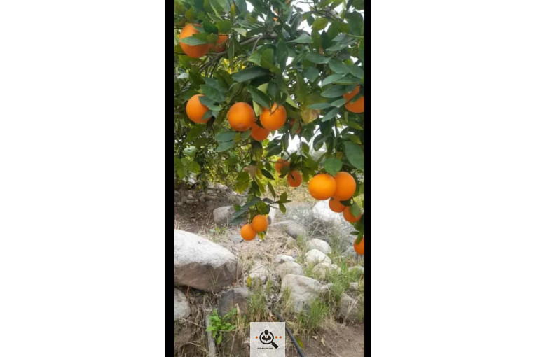 محصولات كشاورزی و مركبات دادالهی در كرمان