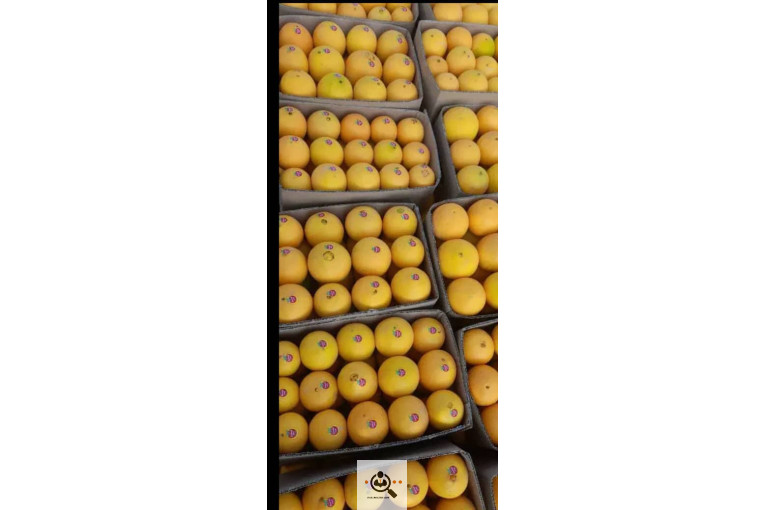 محصولات كشاورزی و مركبات دادالهی در كرمان